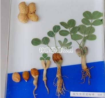花生生长的特点与常识_花生的生长和特点以及有关常识