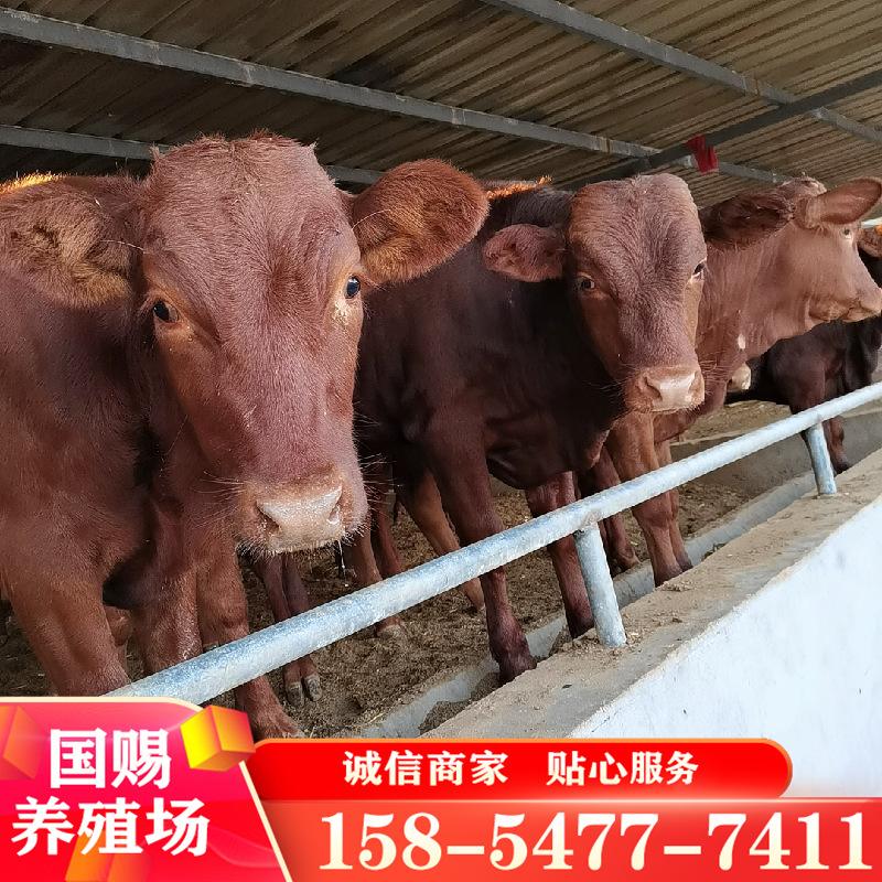 深圳西门塔尔牛种苗价格走势怎样的简单介绍