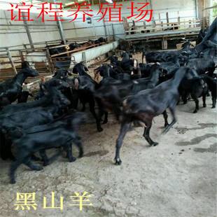 关于秦皇岛山羊苗价格走势查询的信息