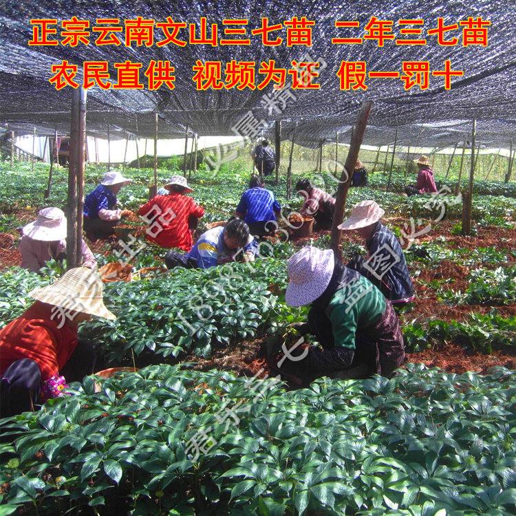 云南文山的三七的价格走势_文山三七市场价