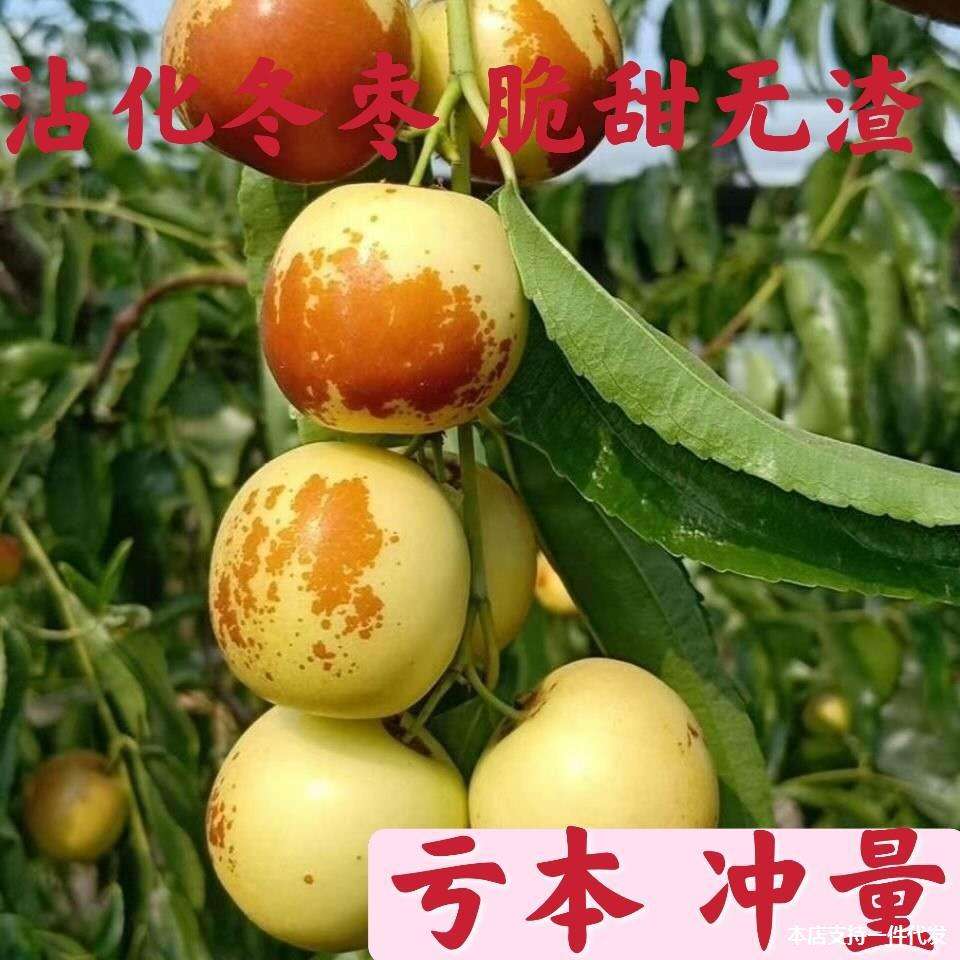 大荔冬枣每日价格走势_大荔冬枣每日价格走势分析