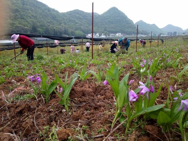 白芨近几年的价格走势_白芨近几年的价格走势分析