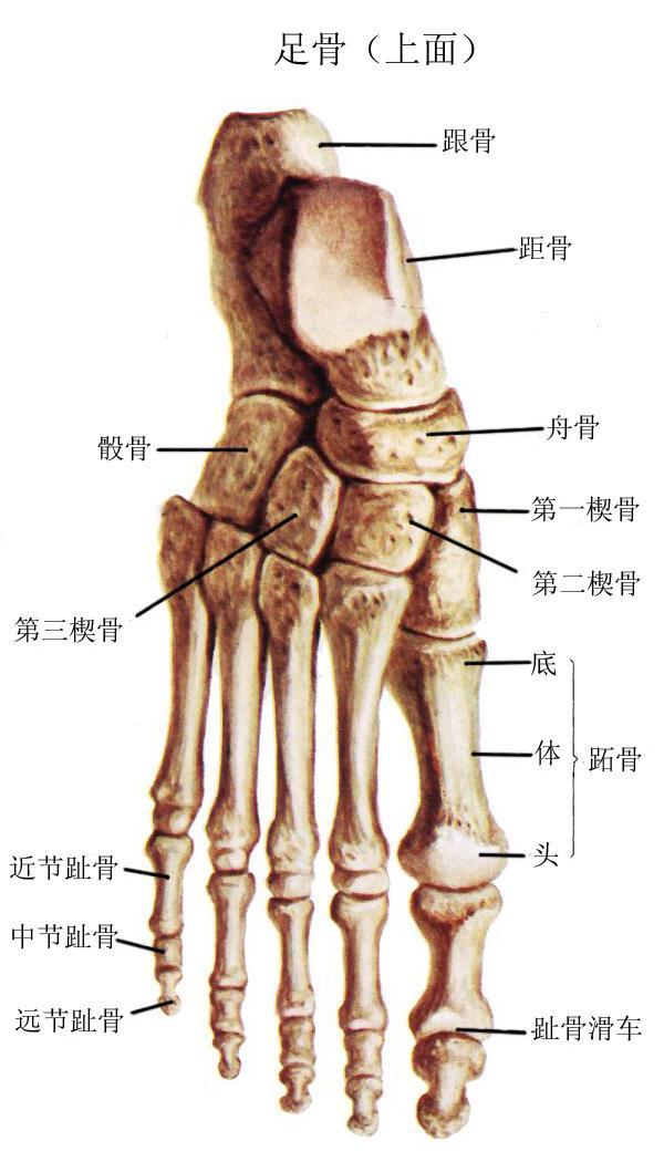 足球骨骼_足球队肌肉