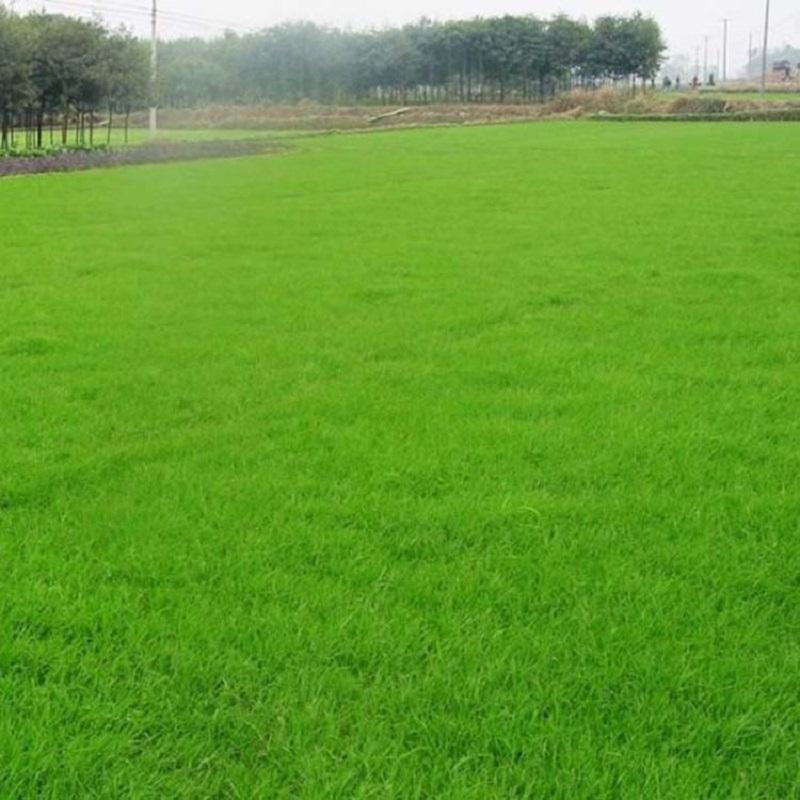 关于足球场绿色草坪高清手机壁纸的信息